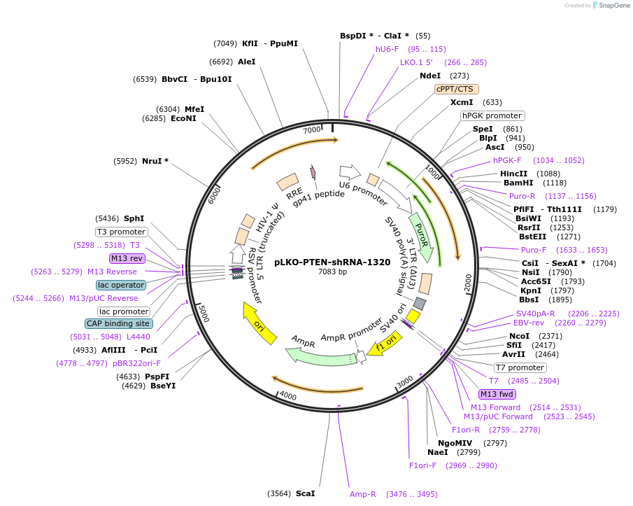 25638-plasmid-map-sequence-id-182527