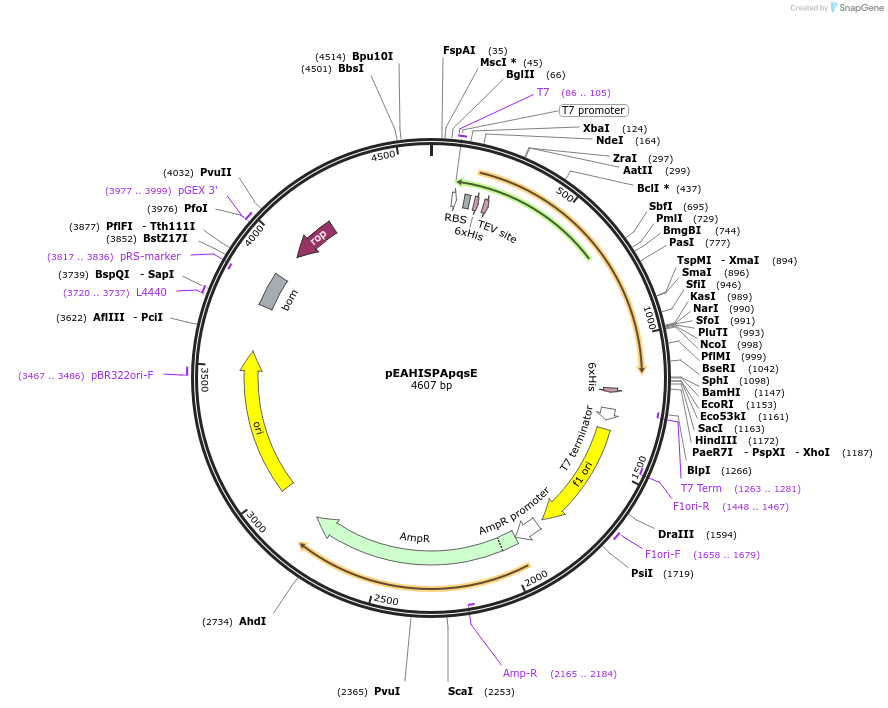 97019-plasmid-map-sequence-id-182529
