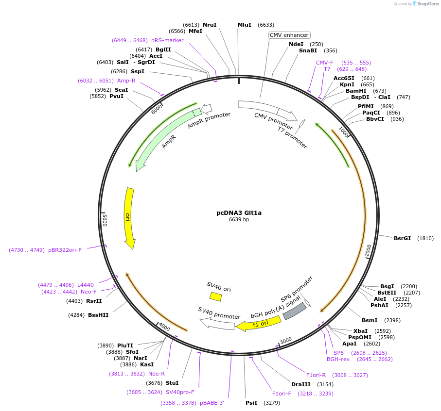 98705-plasmid-map-sequence-id-182533
