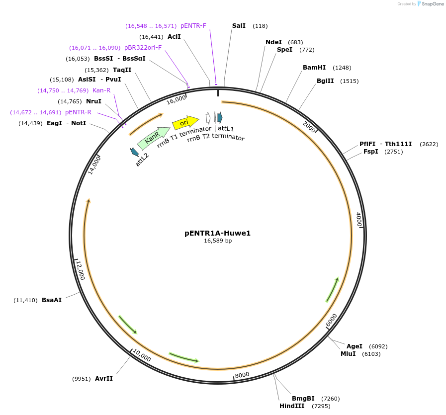 37431-plasmid-map-sequence-id-182534