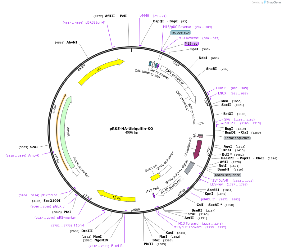 17603-plasmid-map-sequence-id-182536