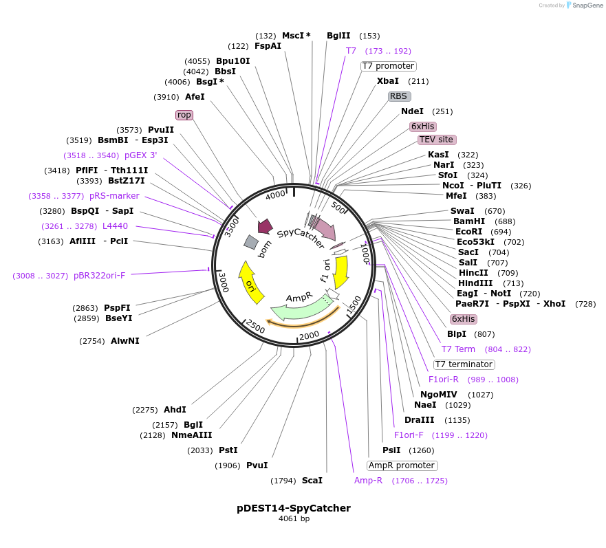 35044-plasmid-map-sequence-id-182540