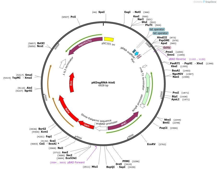 89954-plasmid-map-sequence-id-182545