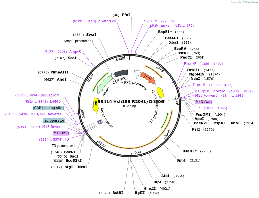 87284-plasmid-map-sequence-id-182552