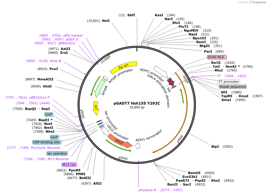87291-plasmid-map-sequence-id-182559