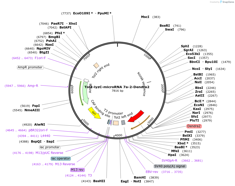 97102-plasmid-map-sequence-id-182572