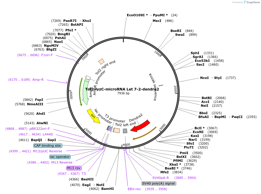 97103-plasmid-map-sequence-id-182573