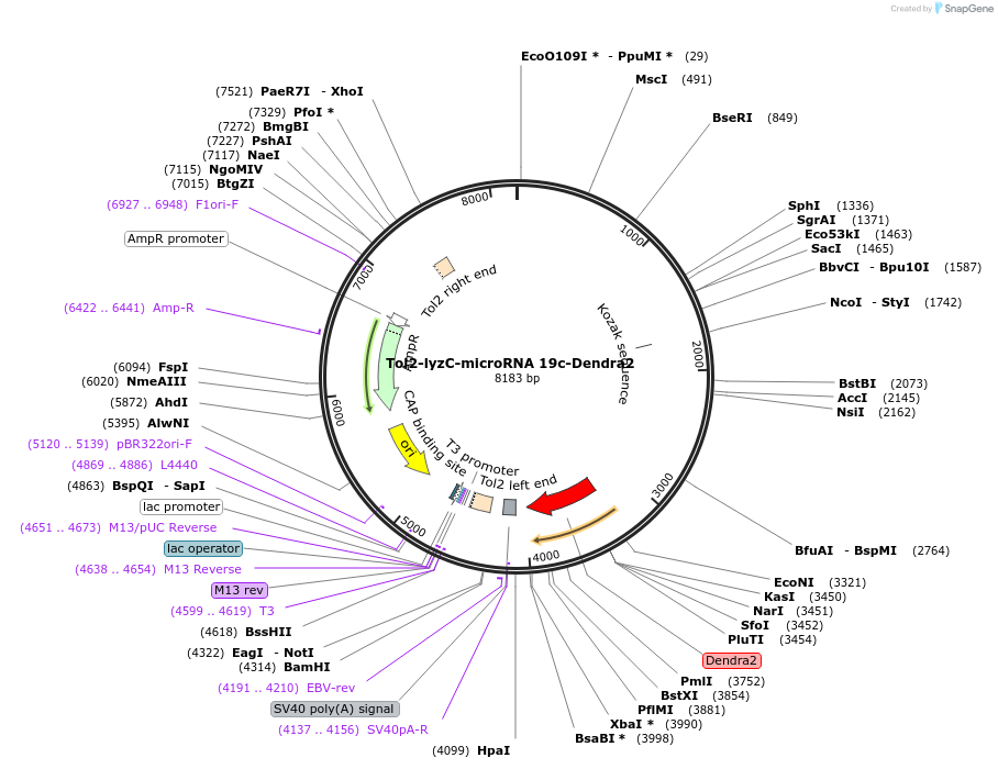 97104-plasmid-map-sequence-id-182574