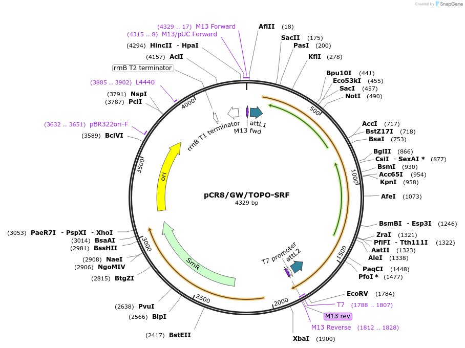 98618-plasmid-map-sequence-id-182581