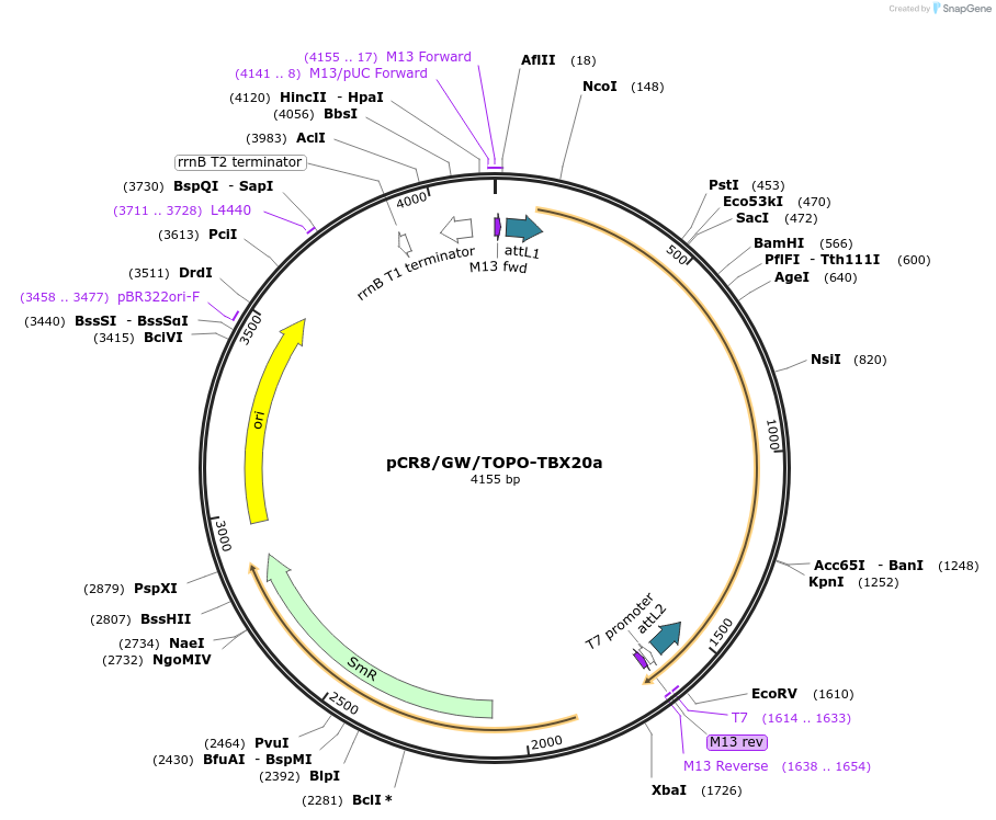 98620-plasmid-map-sequence-id-182583