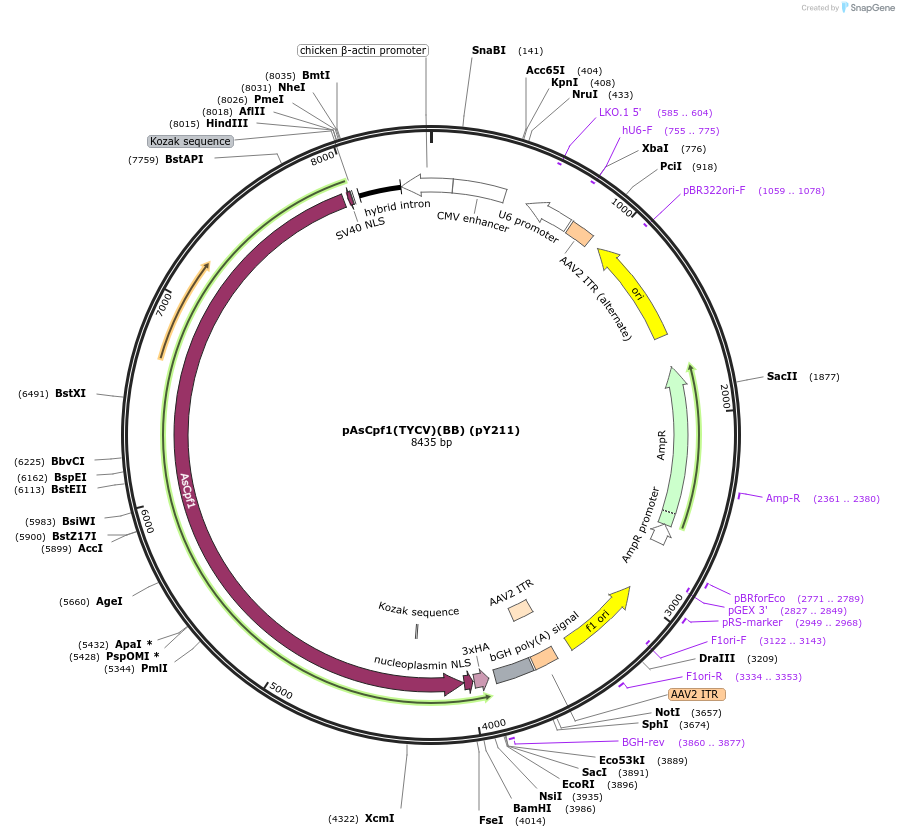 89352-plasmid-map-sequence-id-182590