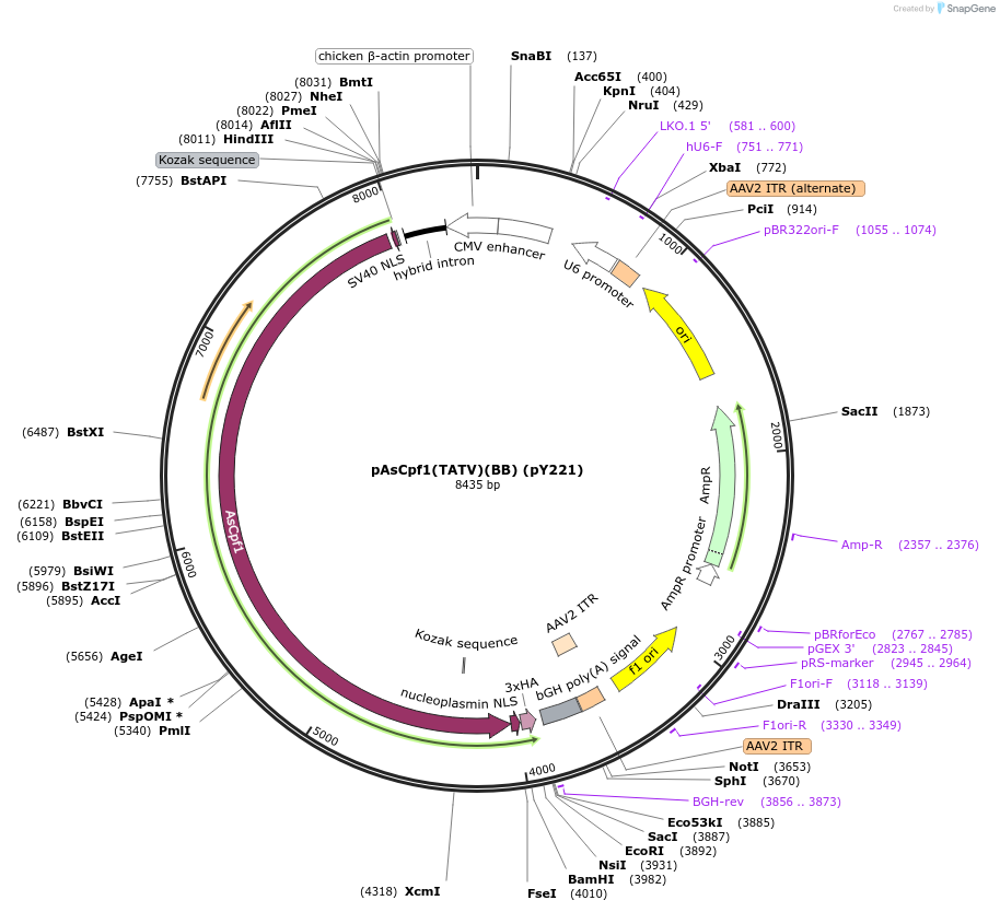 89354-plasmid-map-sequence-id-182593