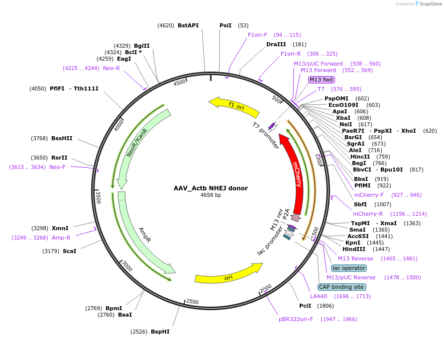 97316-plasmid-map-sequence-id-182594