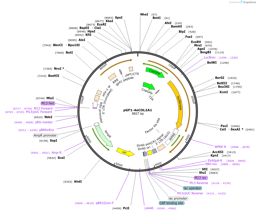 97210-plasmid-map-sequence-id-182599