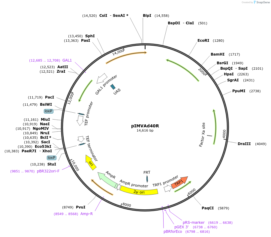98309-plasmid-map-sequence-id-182601