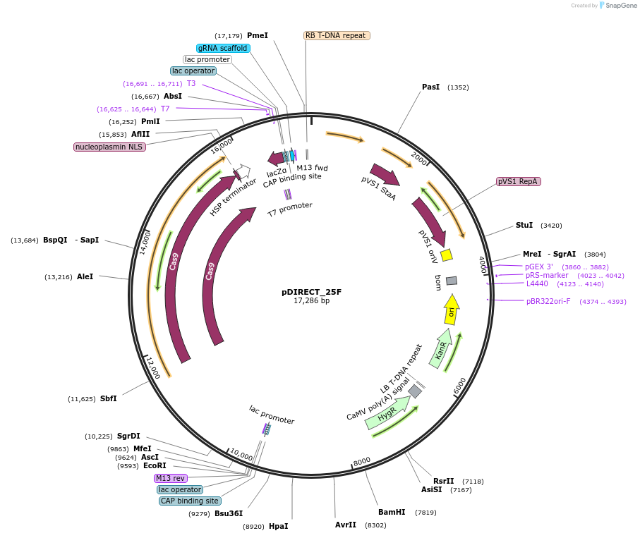 91143-plasmid-map-sequence-id-182608