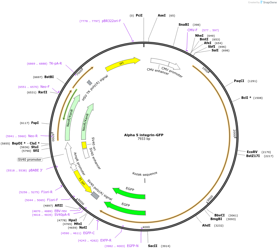 15238-plasmid-map-sequence-id-182614