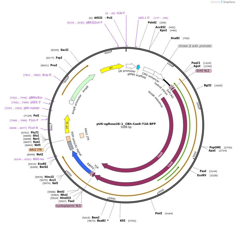 64216-plasmid-map-sequence-id-182615