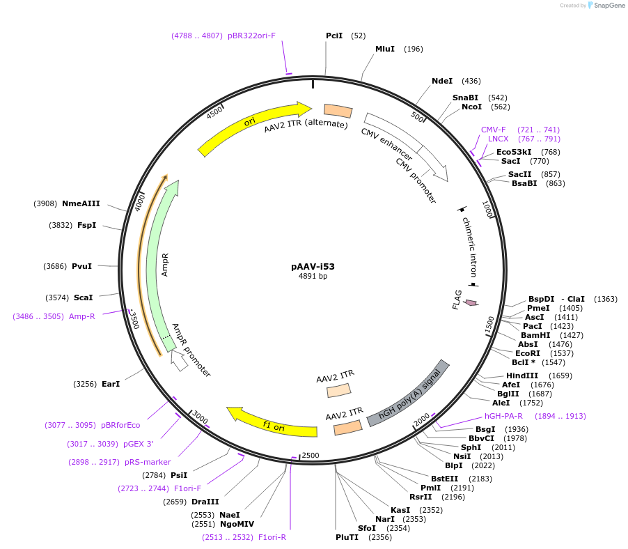 92170-plasmid-map-sequence-id-182617