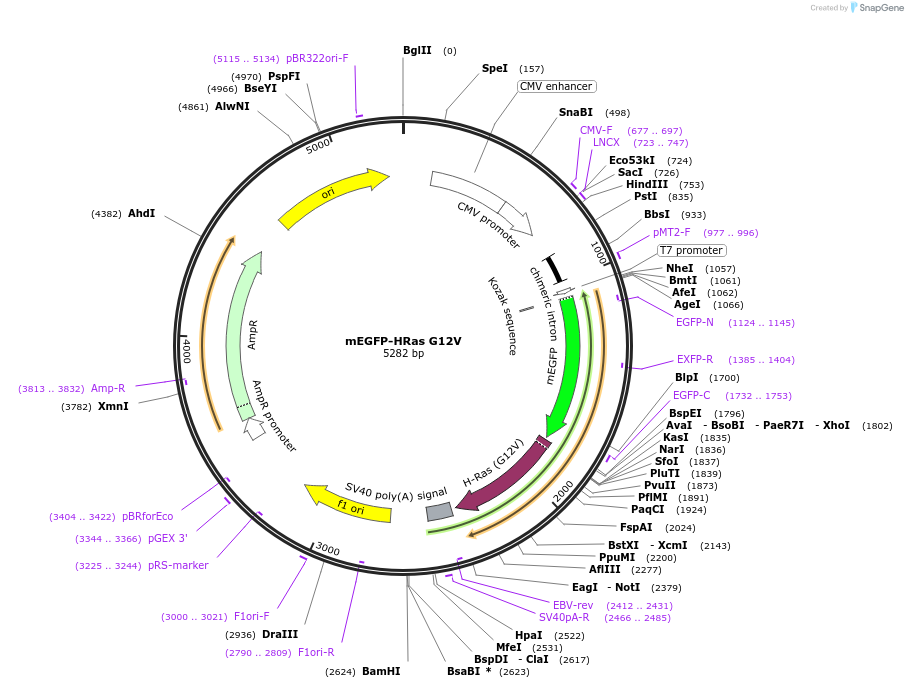 18666-plasmid-map-sequence-id-182619