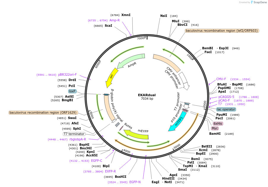99870-plasmid-map-sequence-id-182629