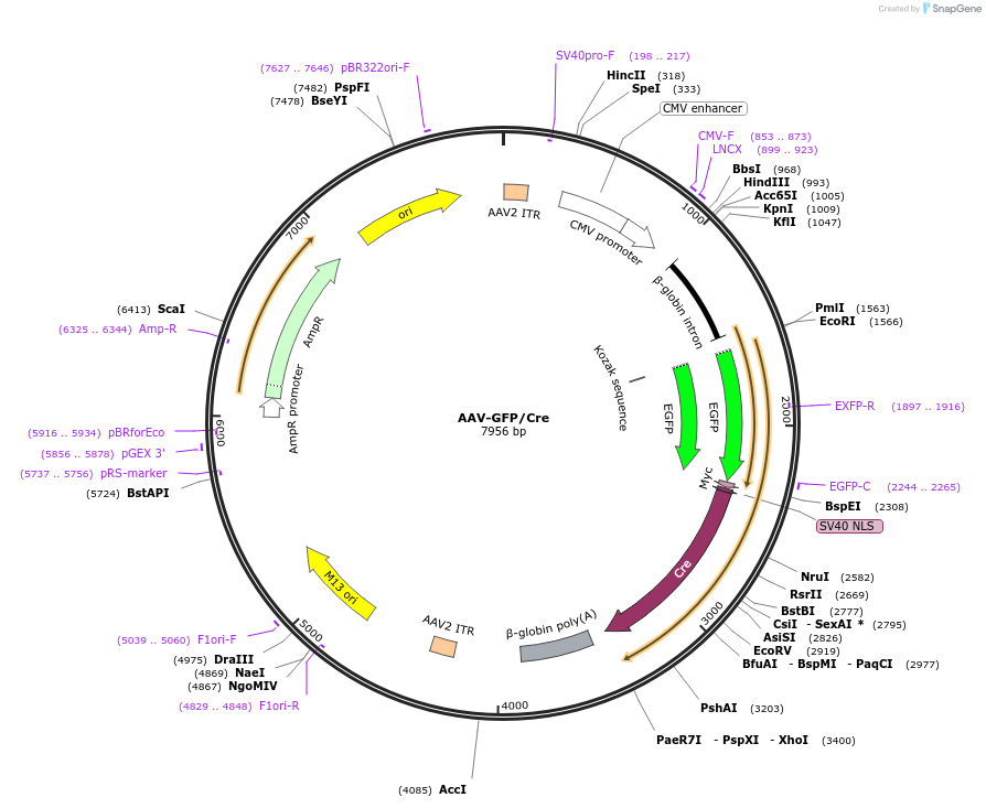 49056-plasmid-map-sequence-id-182646