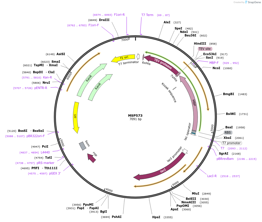 98796-plasmid-map-sequence-id-182660