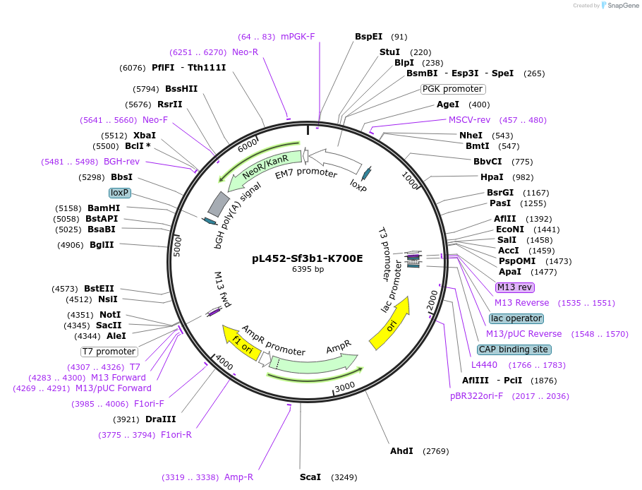 90425-plasmid-map-sequence-id-182684