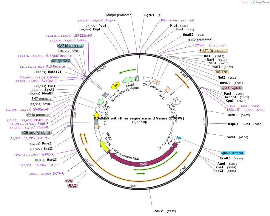 90085-plasmid-map-sequence-id-182691