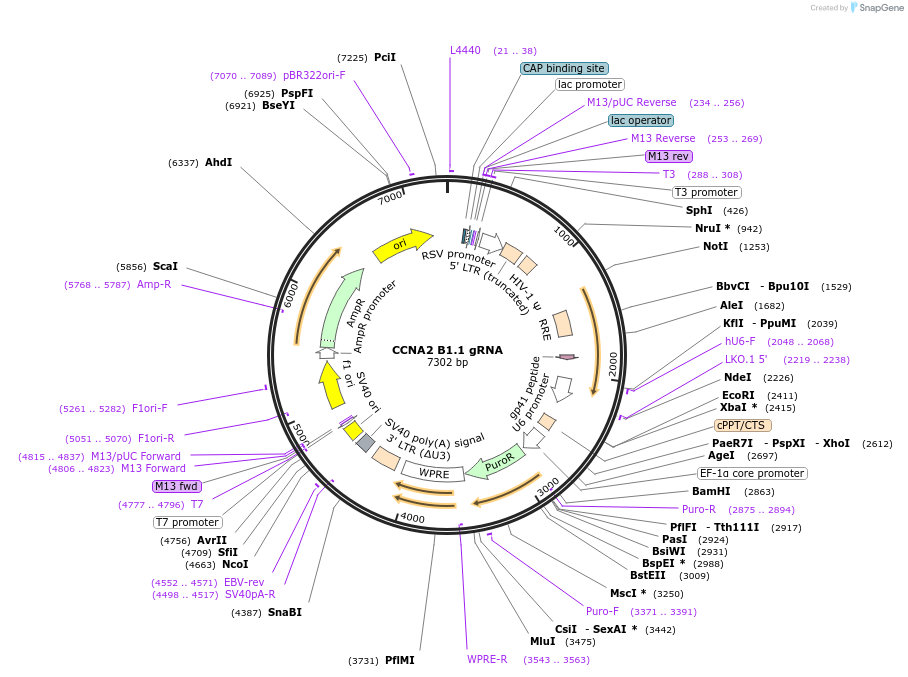 90574-plasmid-map-sequence-id-182700