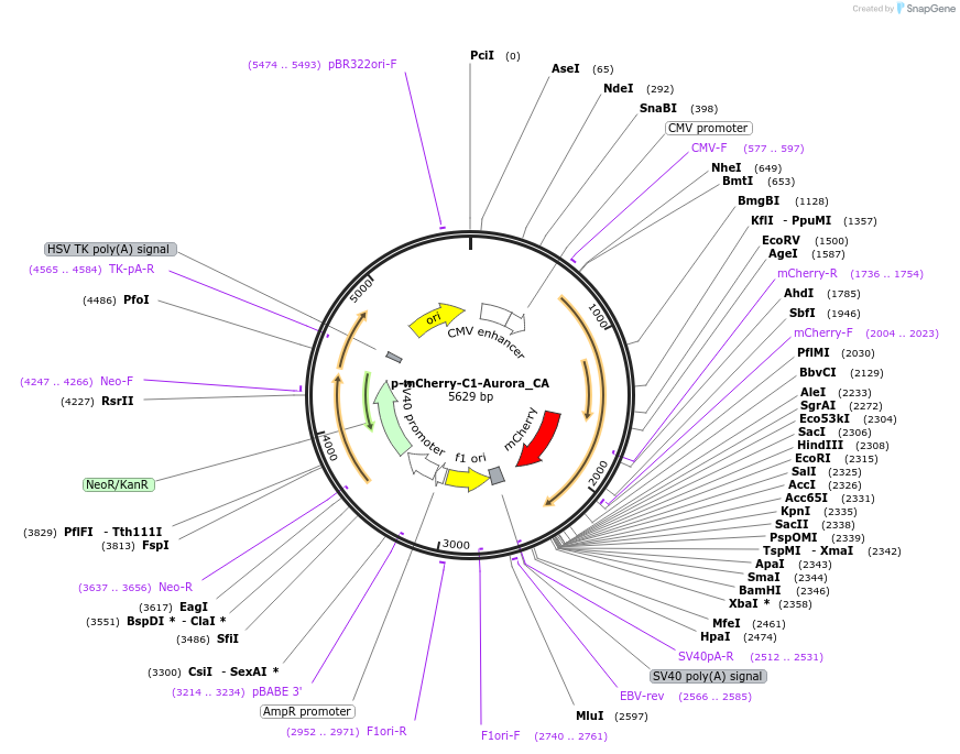98170-plasmid-map-sequence-id-182711