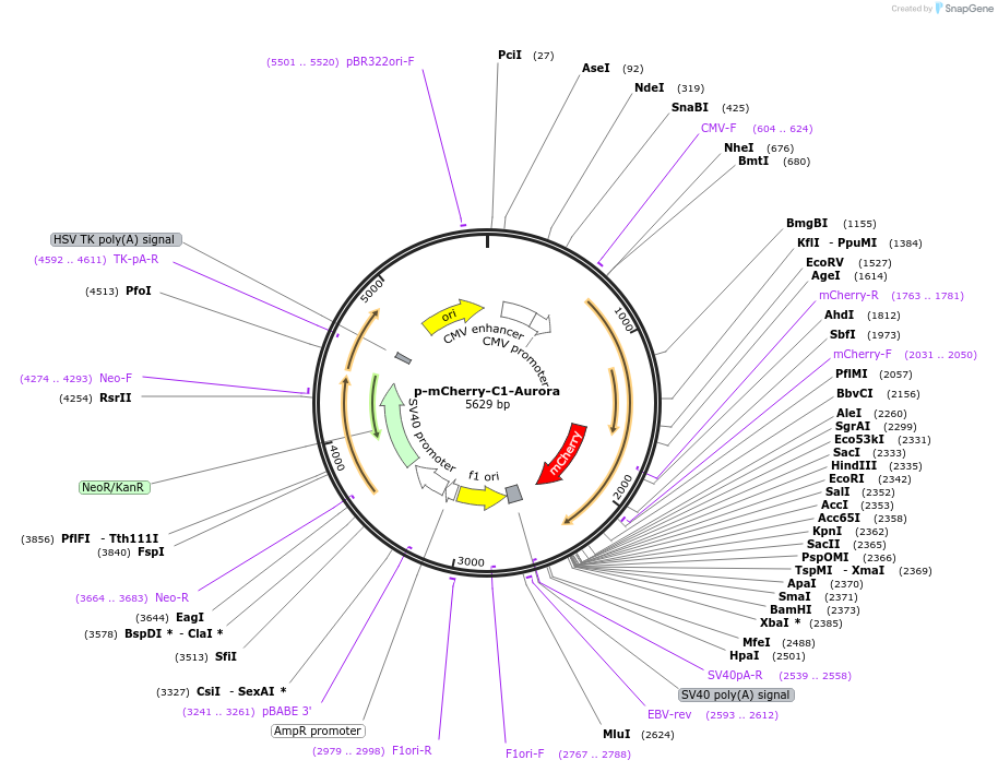 98167-plasmid-map-sequence-id-182713