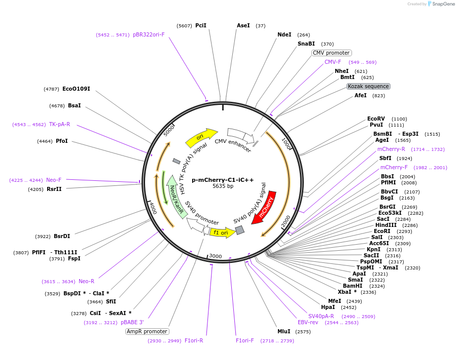 98165-plasmid-map-sequence-id-182714