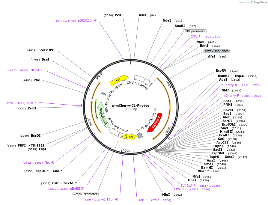 98166-plasmid-map-sequence-id-182715