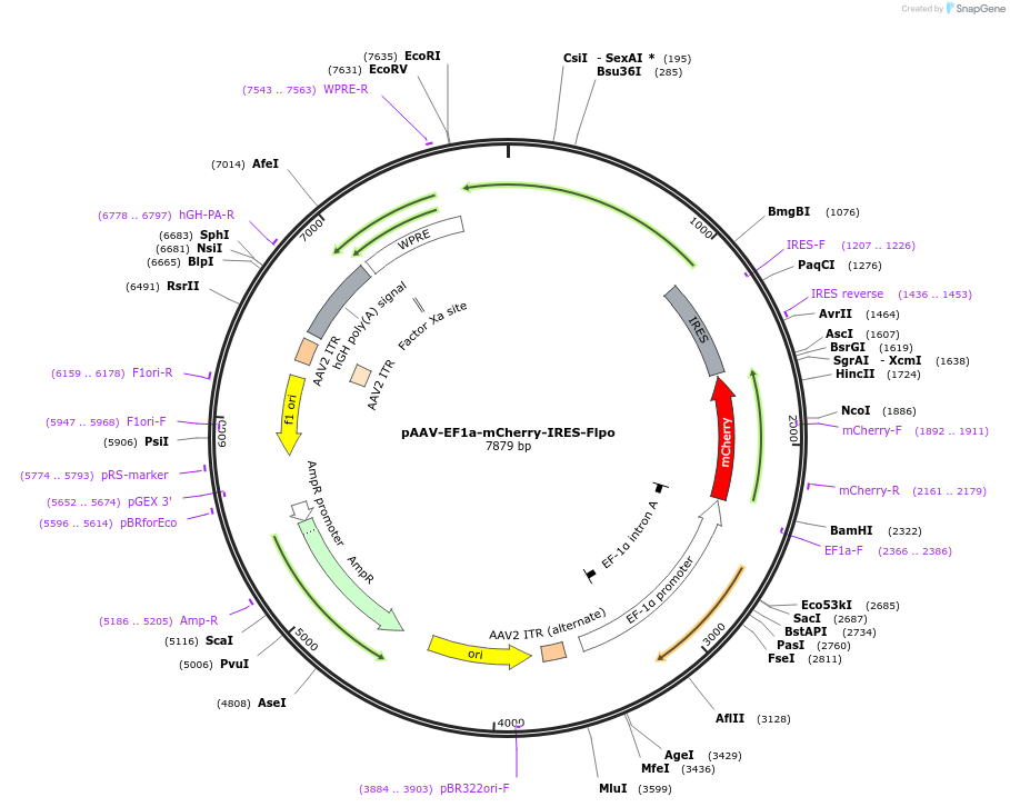 55634-plasmid-map-sequence-id-182717