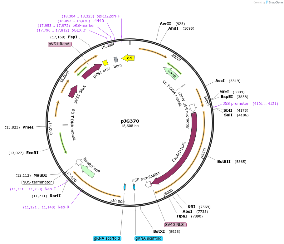 91187-plasmid-map-sequence-id-182724