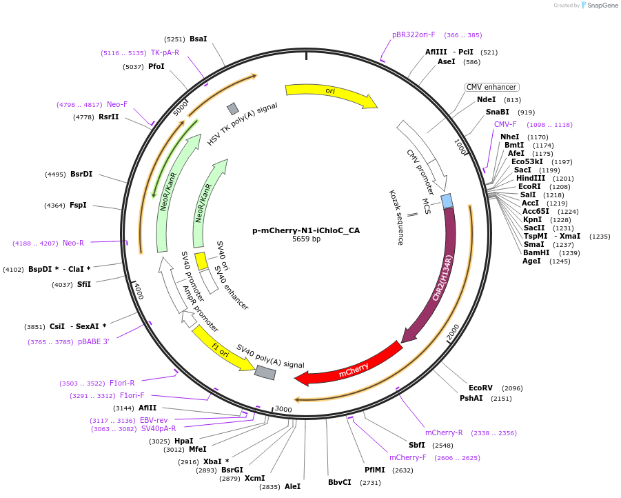 98171-plasmid-map-sequence-id-182725