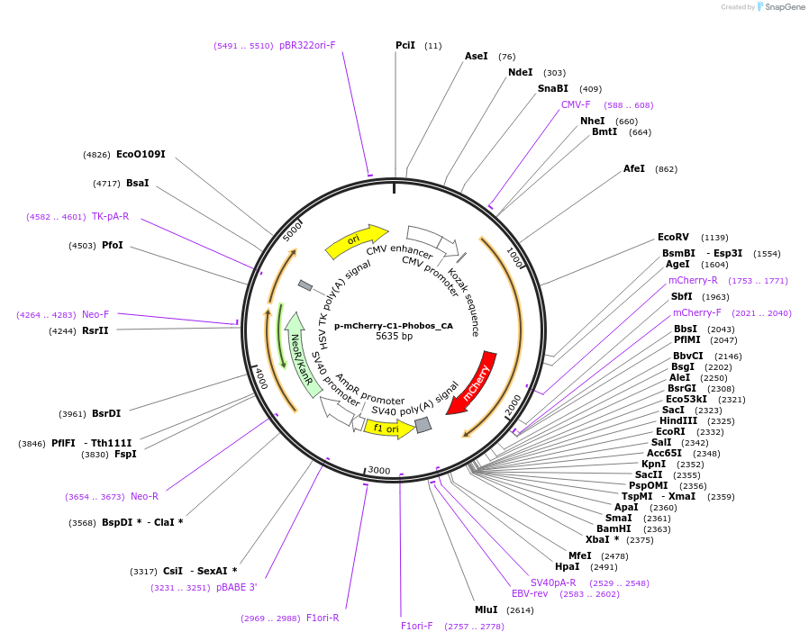 98169-plasmid-map-sequence-id-182726