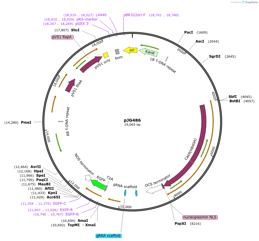 91195-plasmid-map-sequence-id-182756