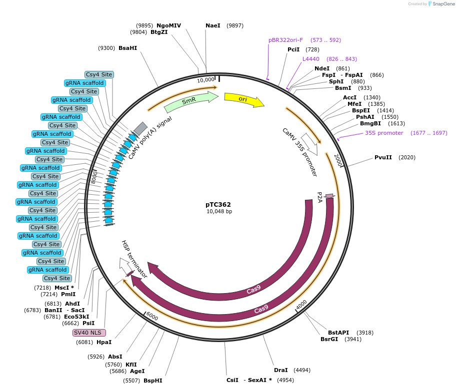 91216-plasmid-map-sequence-id-182758