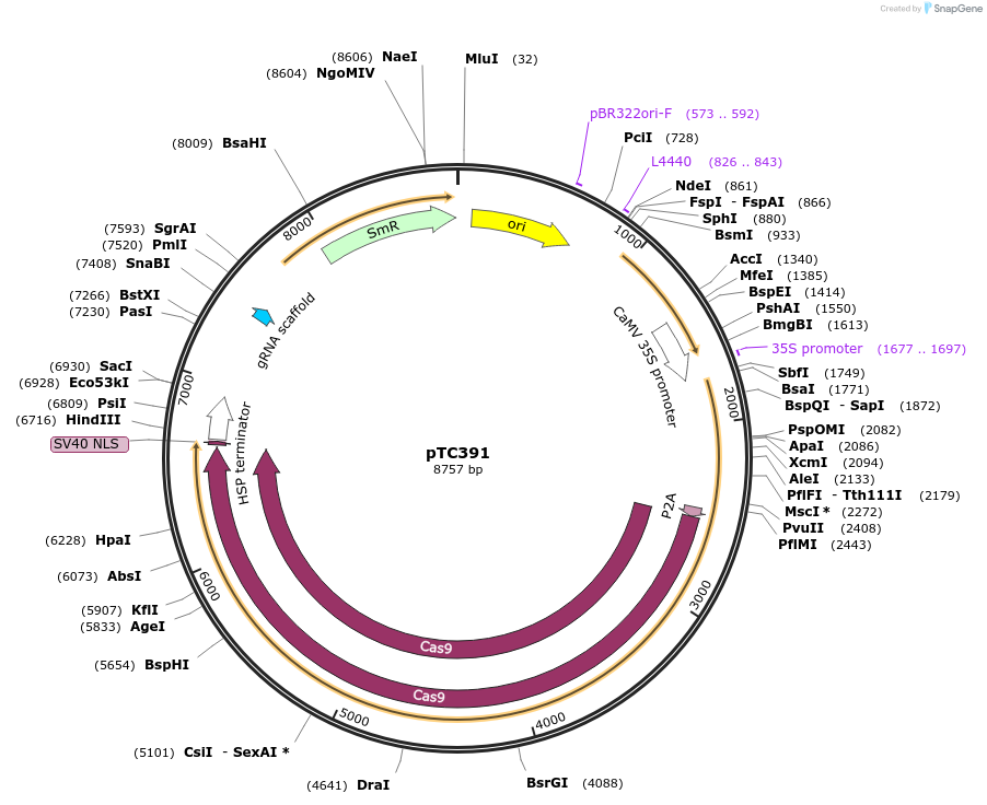 91220-plasmid-map-sequence-id-182763