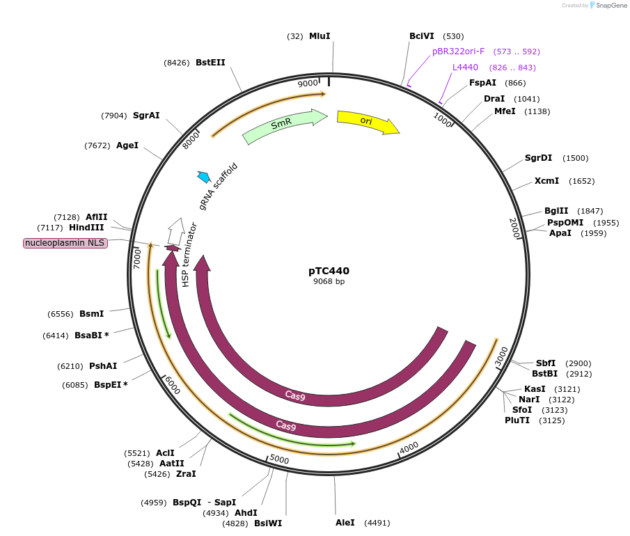 91225-plasmid-map-sequence-id-182764