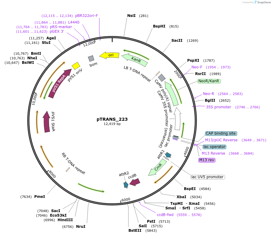 91117-plasmid-map-sequence-id-182765