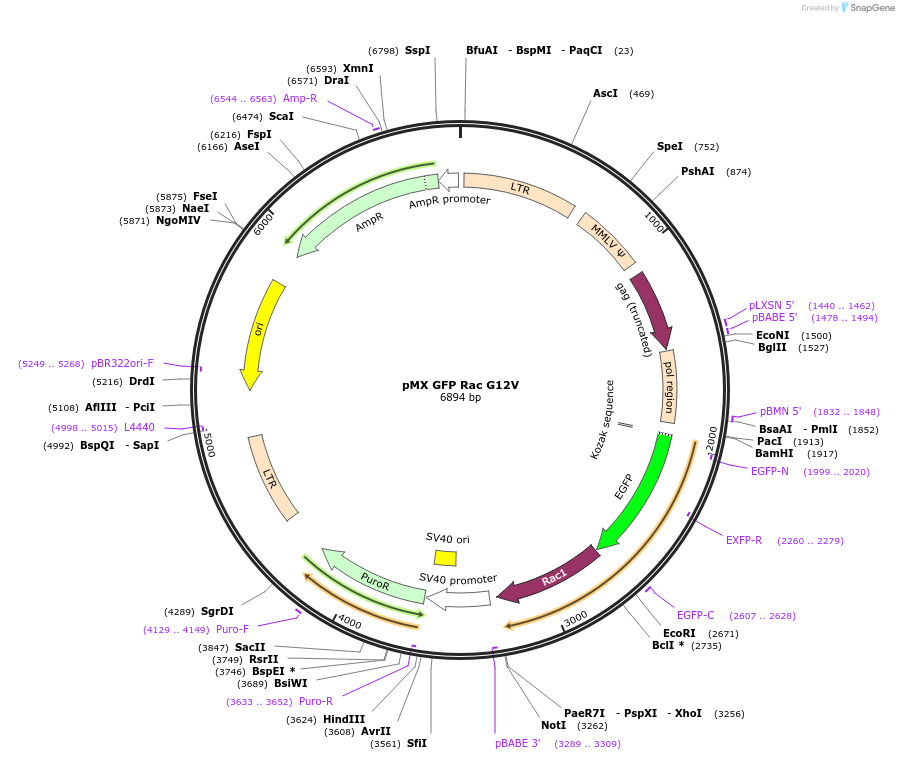 14567-plasmid-map-sequence-id-182773