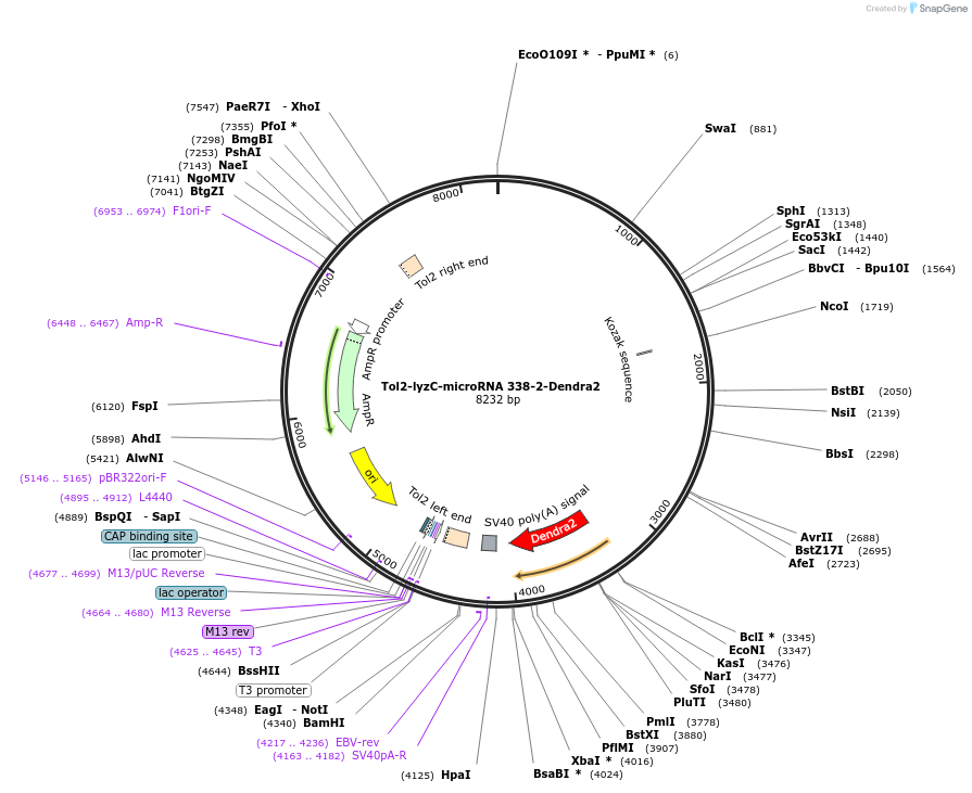 97138-plasmid-map-sequence-id-182774
