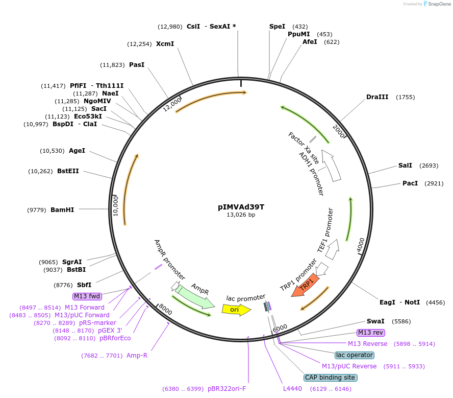 98303-plasmid-map-sequence-id-182779