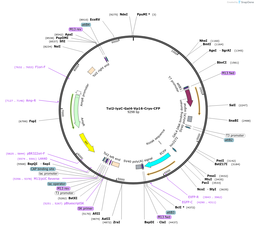 97144-plasmid-map-sequence-id-182781