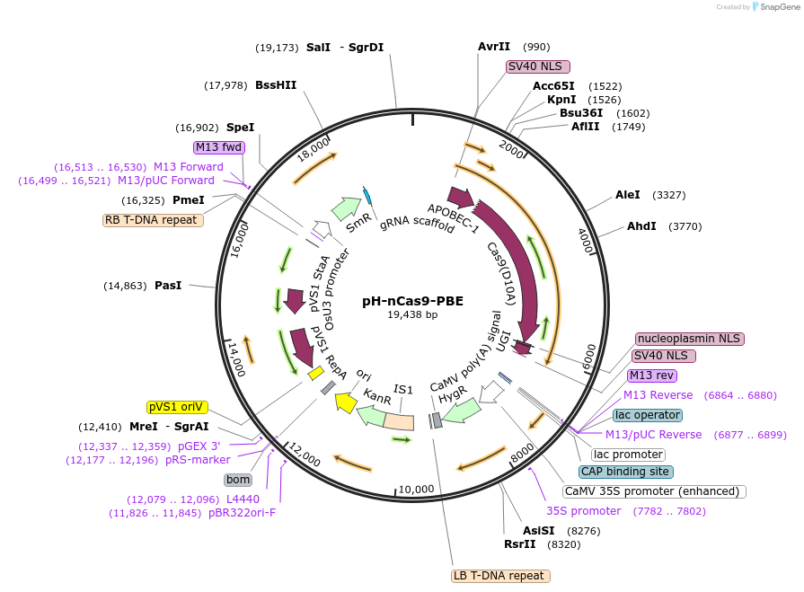 98163-plasmid-map-sequence-id-182782