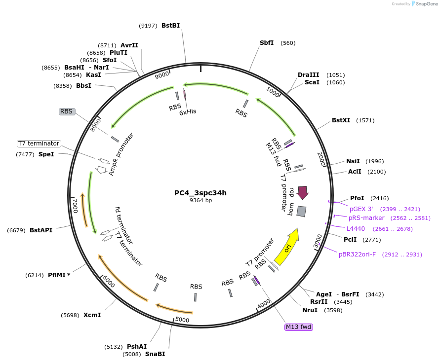 70700-plasmid-map-sequence-id-182788