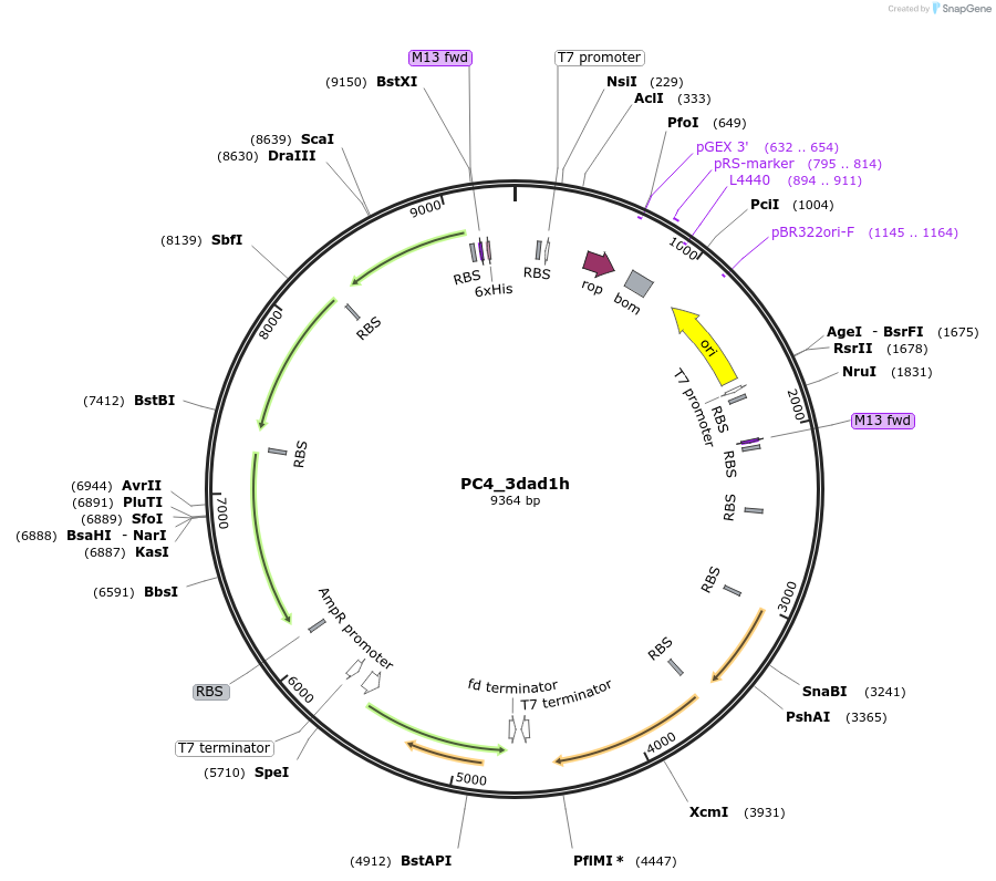 70699-plasmid-map-sequence-id-182789